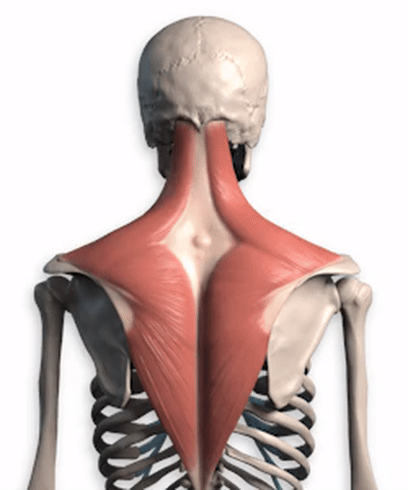 导致人们右侧肩胛骨疼痛的常见病因有哪些 如何应对 医生告诉您 医生 颈椎 斜方肌 胆囊疾病 肺部 颈椎间盘突出症 肩胛骨