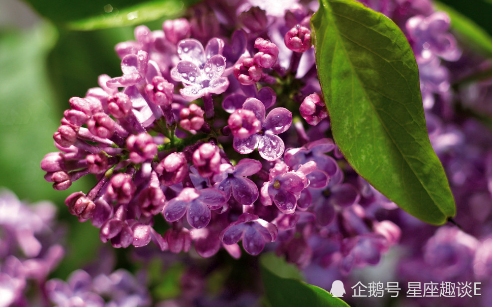 12月4日 8日爱情运势 金牛敞开心扉 狮子换位思考 射手感情升温 腾讯新闻