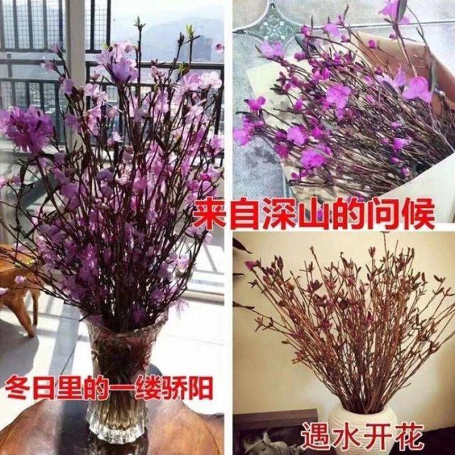 瓶中的短暂绽放,可能毁了漫山花海|圆锥石头花|干花|兴安杜鹃|干枝