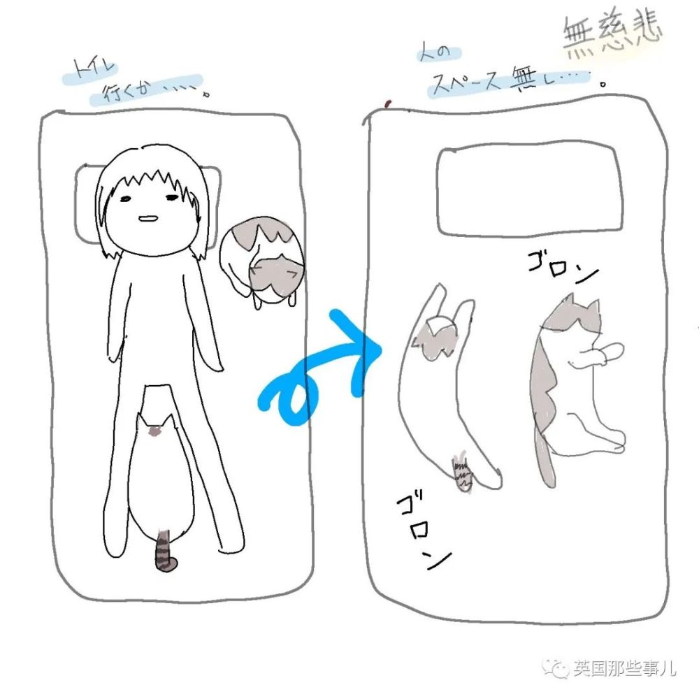 多猫家庭晚上怎么睡觉?看完就知道猫奴为啥都有黑眼圈了!_腾讯新闻