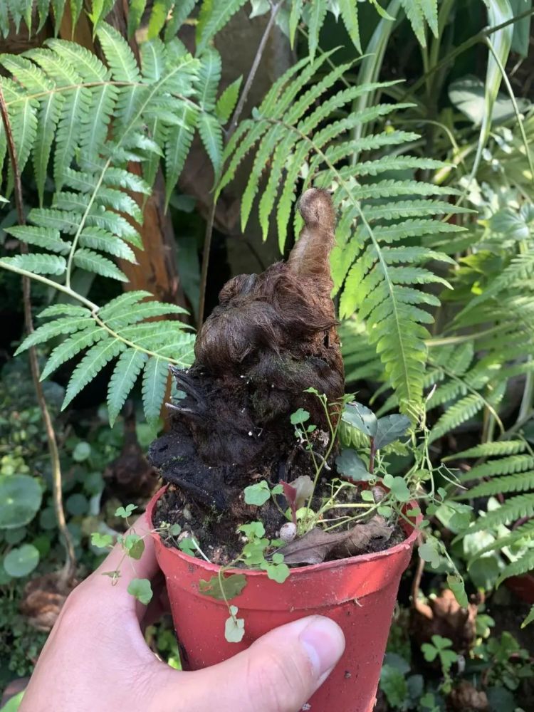金毛狗蕨类植物,适合做盆景,枝干1米高,摆在客厅有品味_腾讯新闻