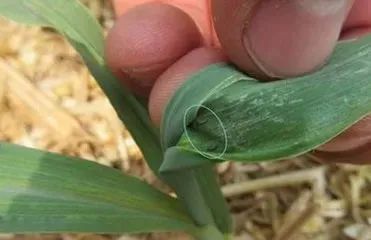 5,高效氯氟氰菊酯治麦田蚜虫