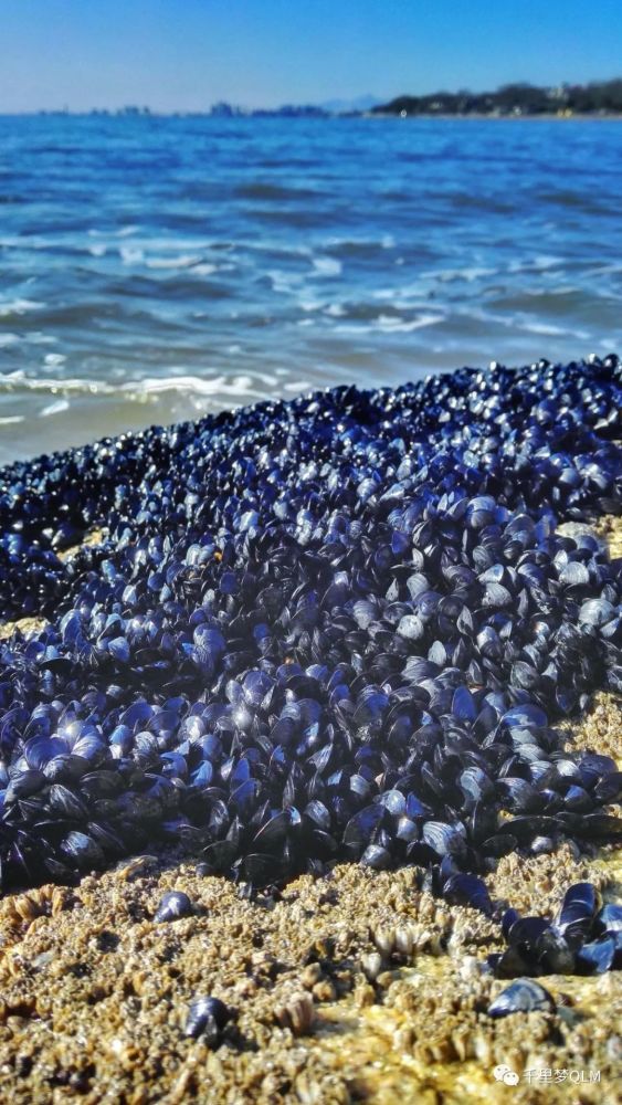 与海虹错综生长的是牡蛎也叫海蛎子,蚝生长了一年的牡蛎在冬季是最肥