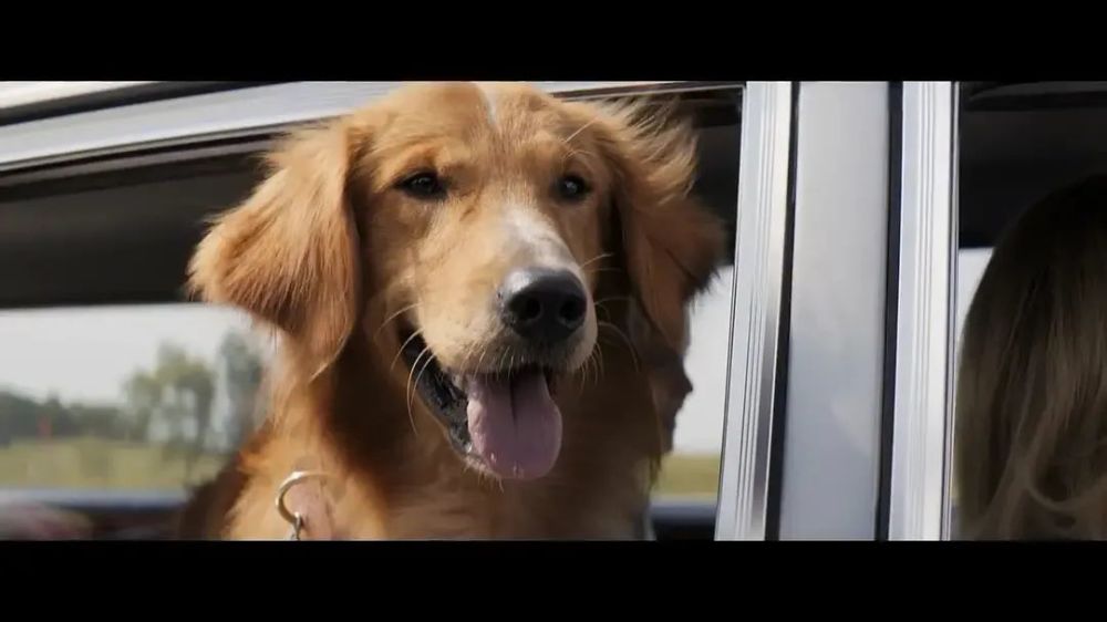 第一世,它是一只金毛,是伊森的少年玩伴贝利是一只神奇的狗狗,因为