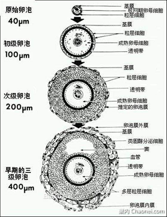 孕脉健康 俄罗斯试管婴儿周期中 基础卵泡 取卵与胚胎数量为什么会不同 腾讯新闻