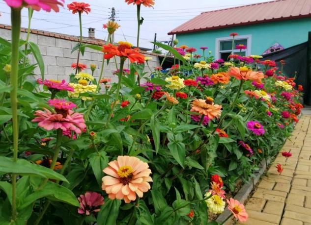 下雪啦 这几样花搁在院子里 开花反而更加茂盛 花卉 茉莉花