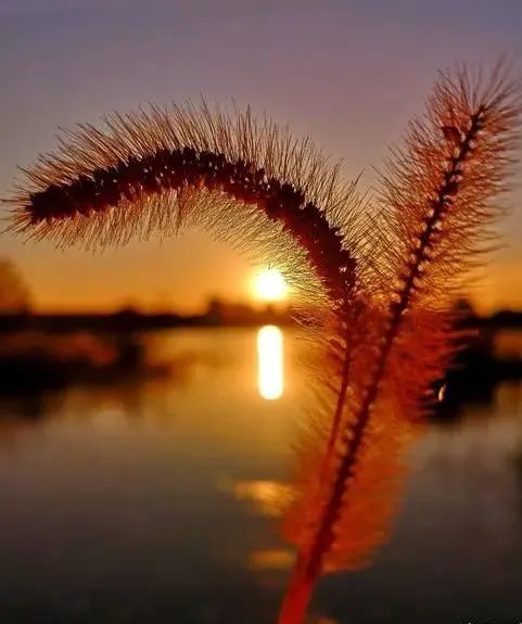 蔓草沾衣花芬芳 鸟儿欢歌正黄昏 腾讯网