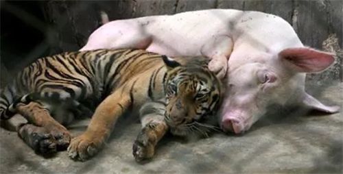 泰国一只老虎被母猪喂养长大,老虎长大后,对猪妈妈的态度令人深思