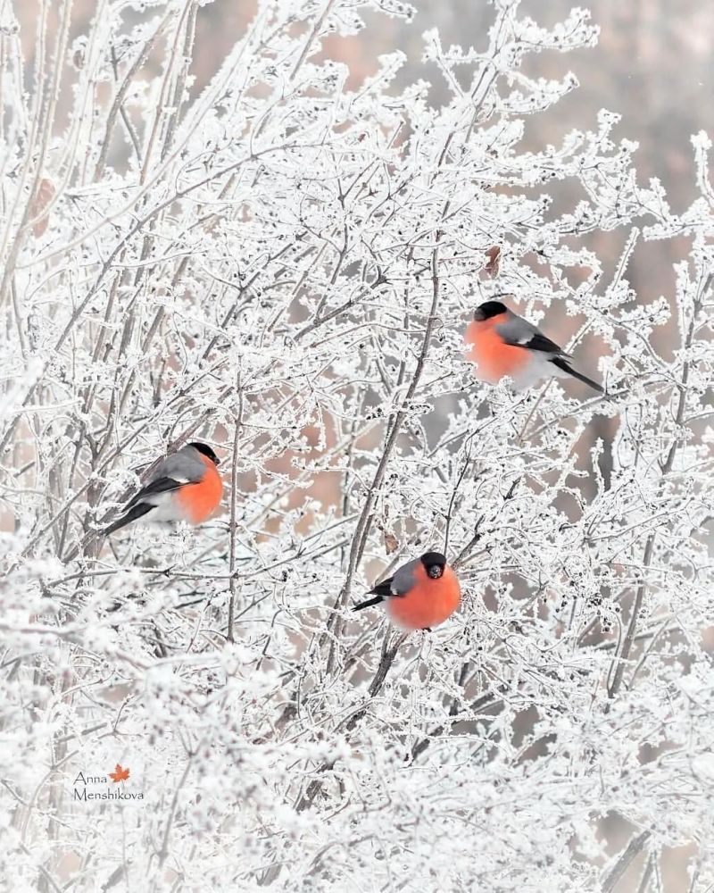 特別美,那雪中的鳥兒!