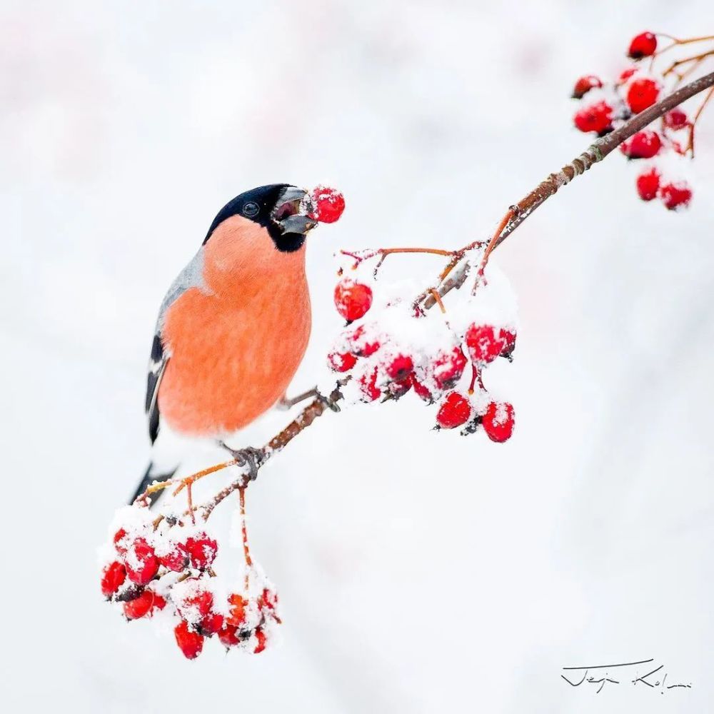 美了雪中鸟
