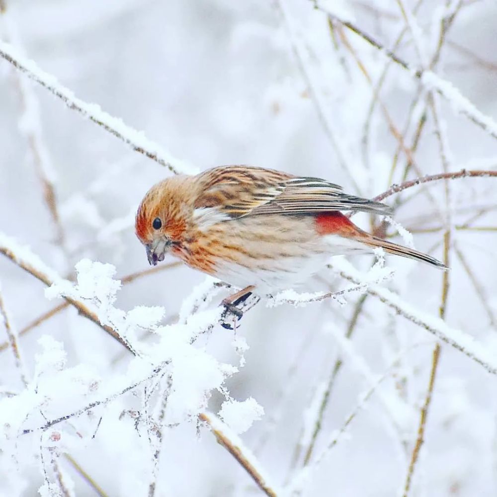 美瞭美瞭，雪中的鳥兒！