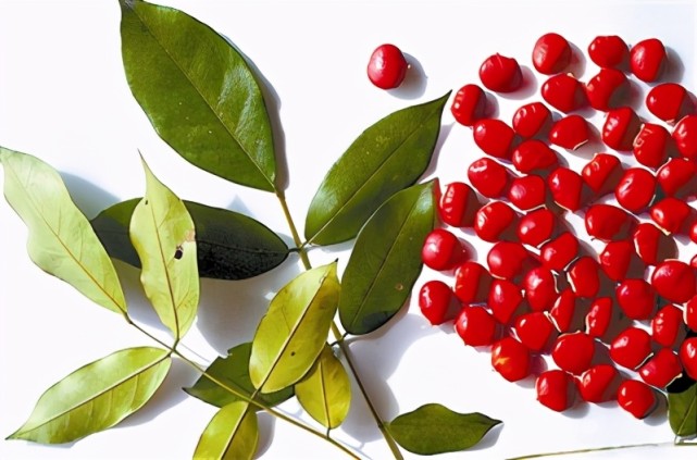 林草科普红豆生南国此物最相思