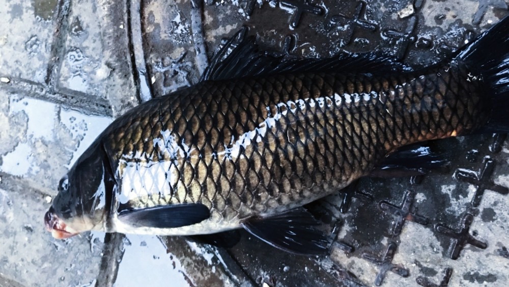 变异了广东钓友钓到黑色鲤鱼连眼睛都是黑的