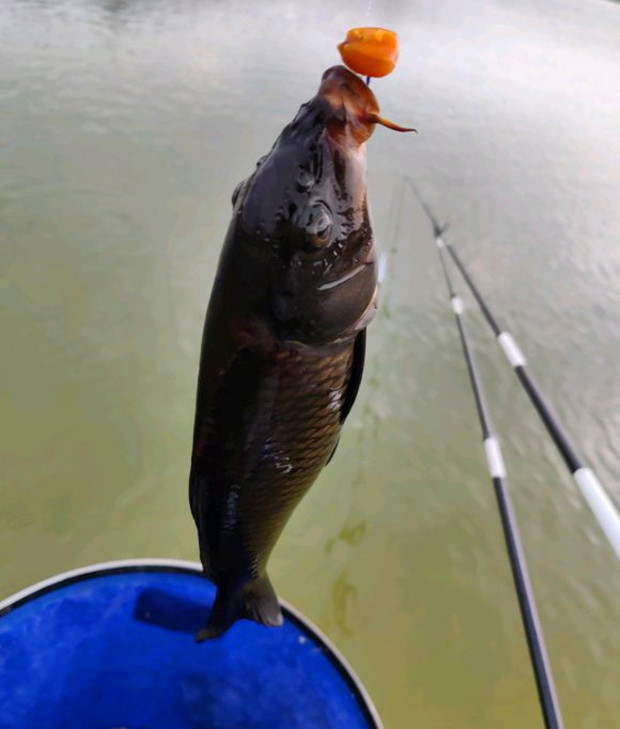 变异了广东钓友钓到黑色鲤鱼连眼睛都是黑的