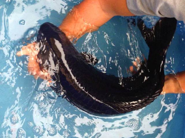 据称,仅有"黑白"二色的乌鲤,是锦鲤现有变种之中在评审会中获奖率最高