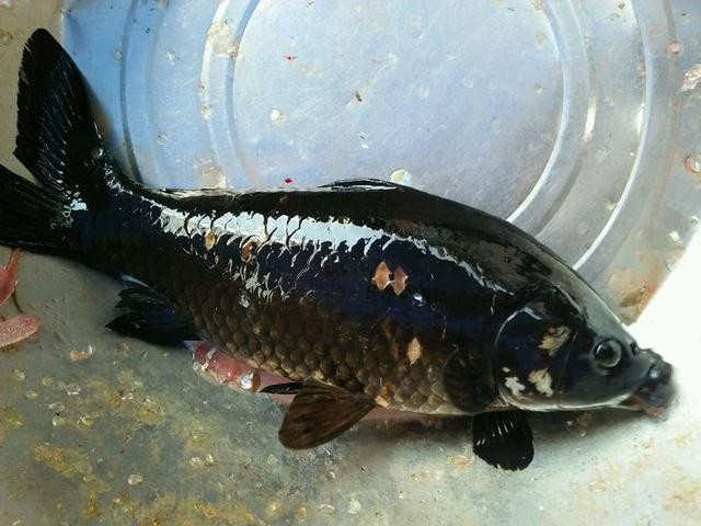 变异了广东钓友钓到黑色鲤鱼连眼睛都是黑的