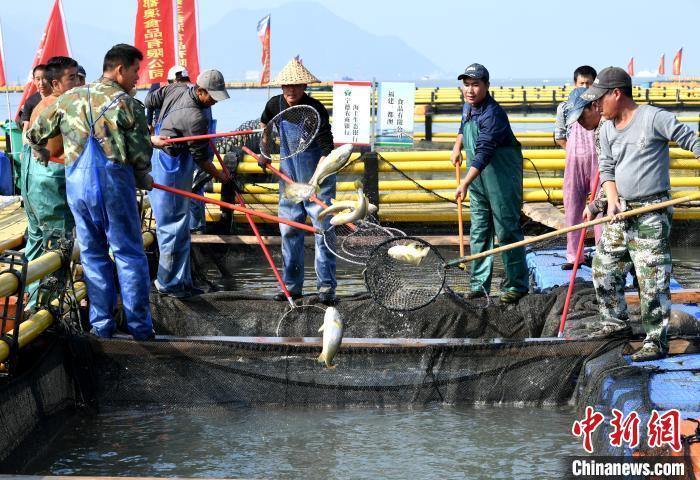 资料图:春节临近,宁德海上渔排上的工作人员打捞大黄鱼上市销售
