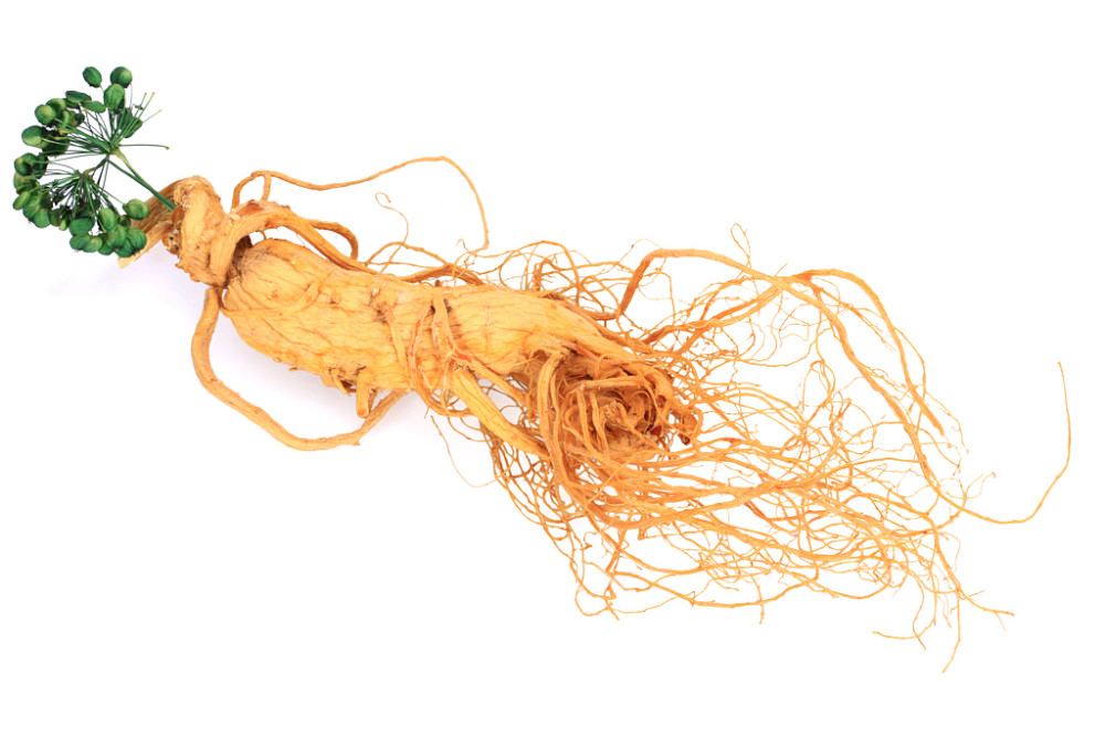 元力参堂介绍园参还分不同种类吗