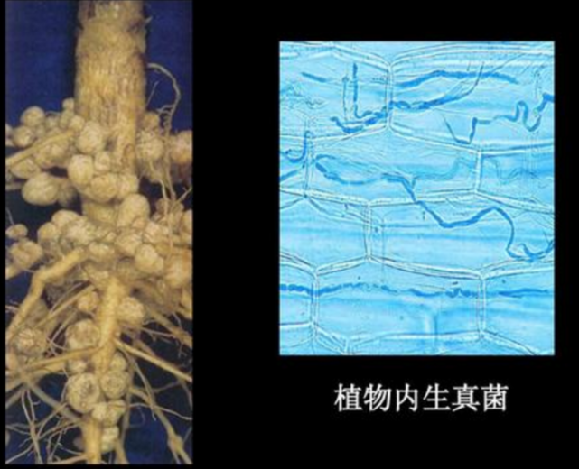 内生菌就生活在间隙中,当然也有的生活在细胞内,内生菌会伴随植物的