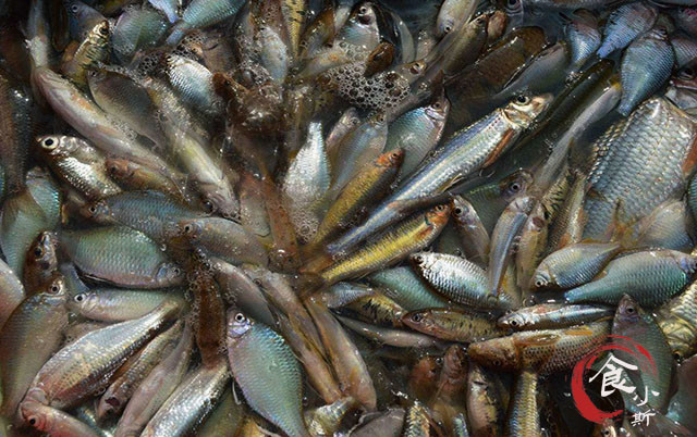 依靠粪便生存,4月上市,南方曾大量养殖,如今被视为"垃圾鱼"