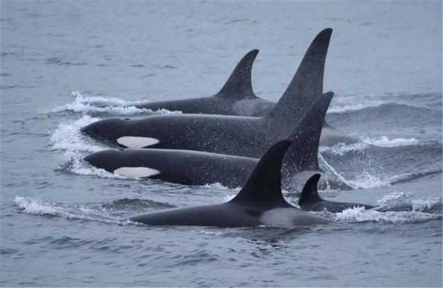 虎鲸与蓝鲸的正面对抗,海洋霸主之争,谁会更厉害?