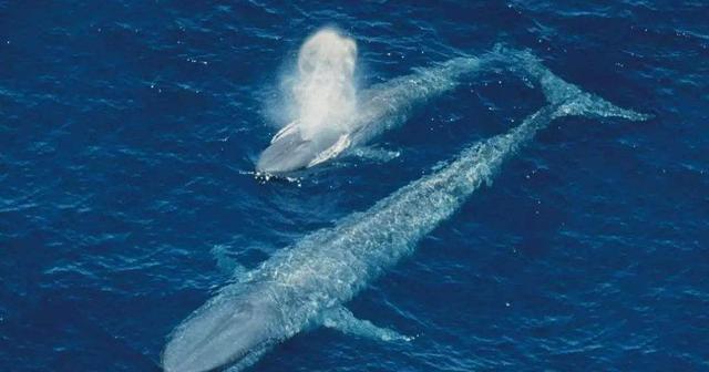 虎鲸与蓝鲸的正面对抗,海洋霸主之争,谁会更厉害?