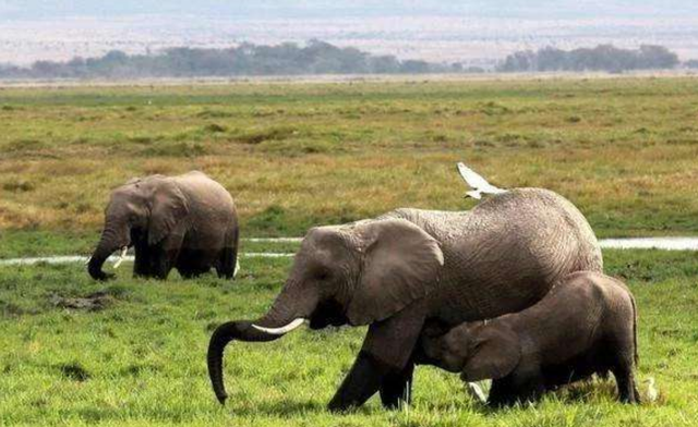 6吨犀牛大战65吨大象场面一度失控镜头拍下激烈全过程