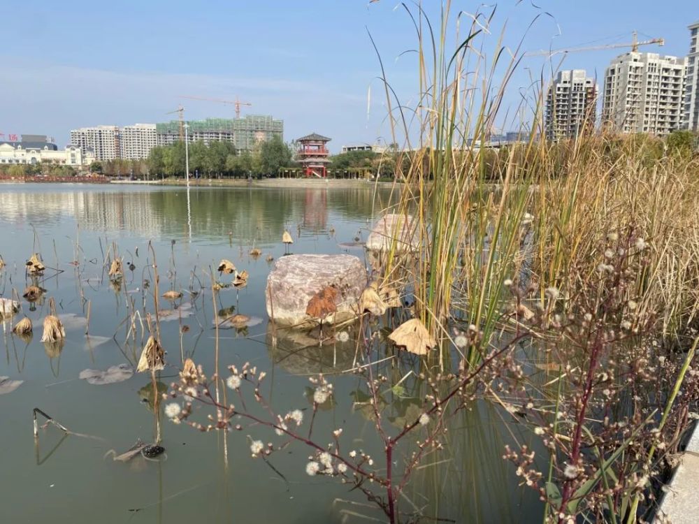 鹿邑新地标我被上清湖公园惊呆了