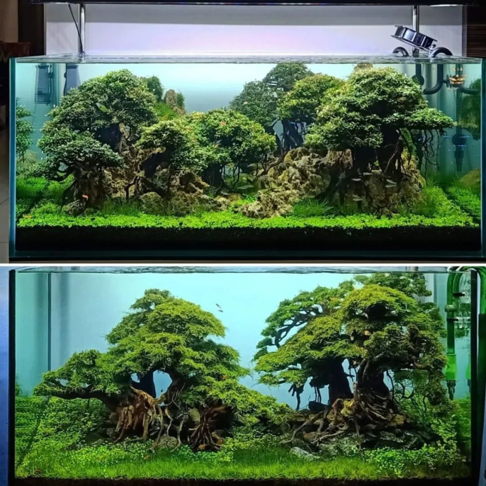 水草缸里最美的莫斯树_腾讯新闻