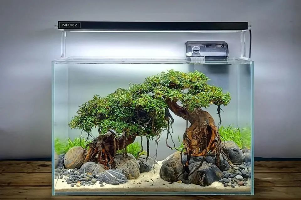 水草缸里最美的莫斯树_腾讯新闻