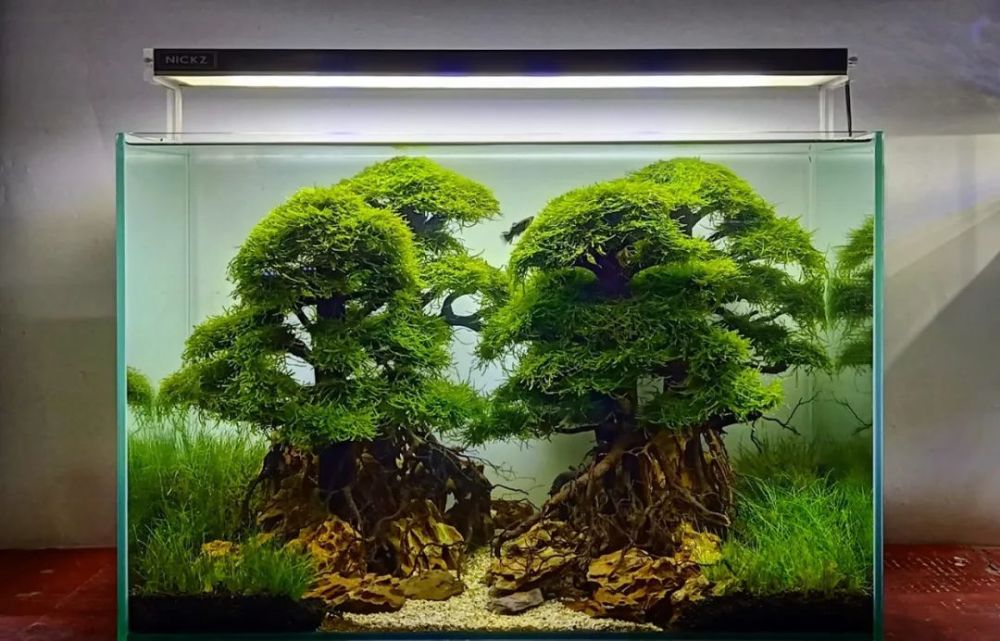 水草缸里最美的莫斯树_腾讯新闻