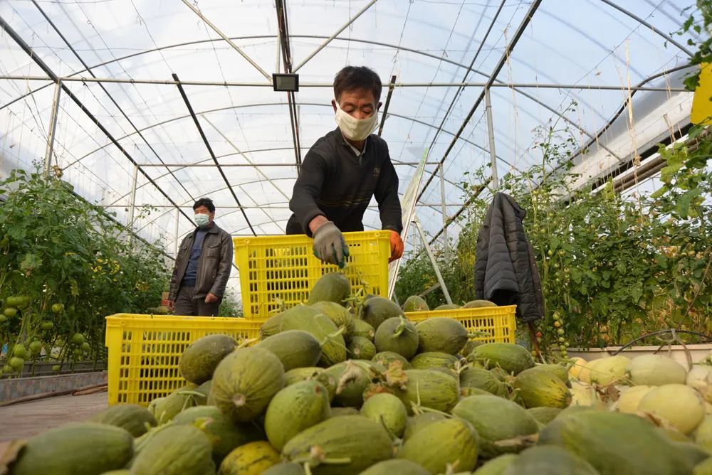 巴西丑瓜火星1号两甜瓜品种在哈密反季节试种成功