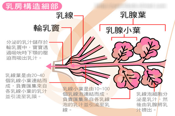 女性产后面对急性乳腺炎,除了排乳,还有很多治疗方法!