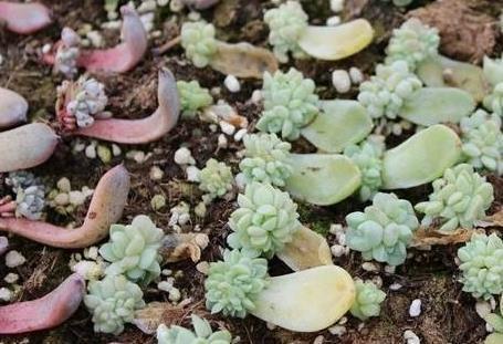 多肉植物扦插需要注意什么 爆盆 花盆 多肉
