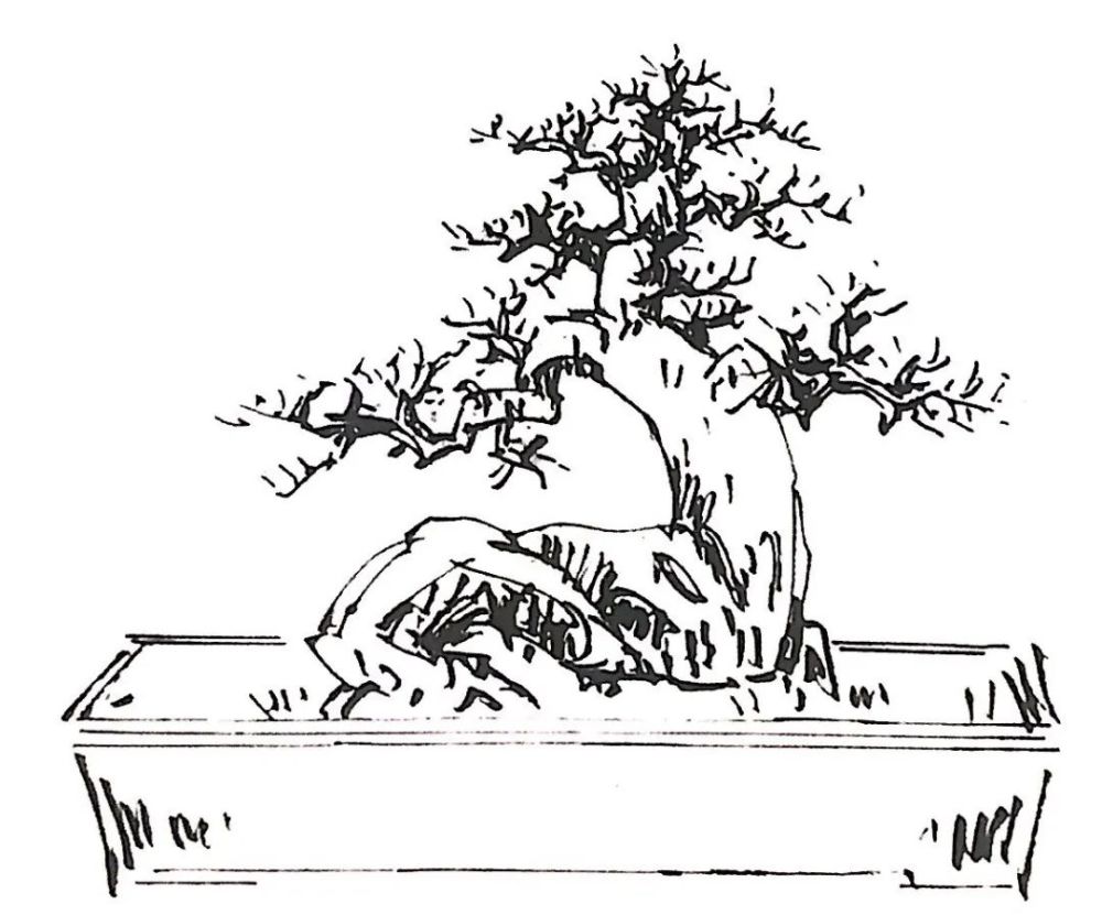 优点:1.这是一巨型朴树桩.2.