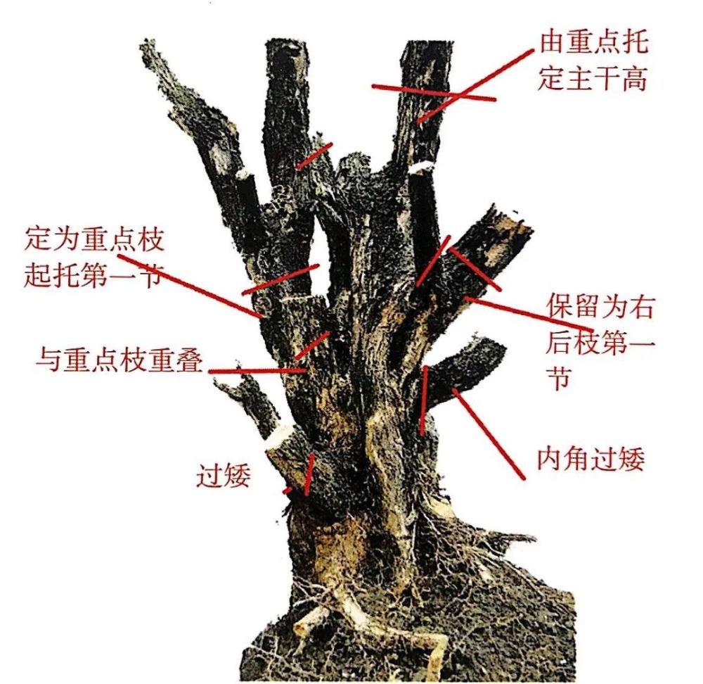 "正斜"一点点微小的差距,竟成为直干与卧干两种盆景形式!