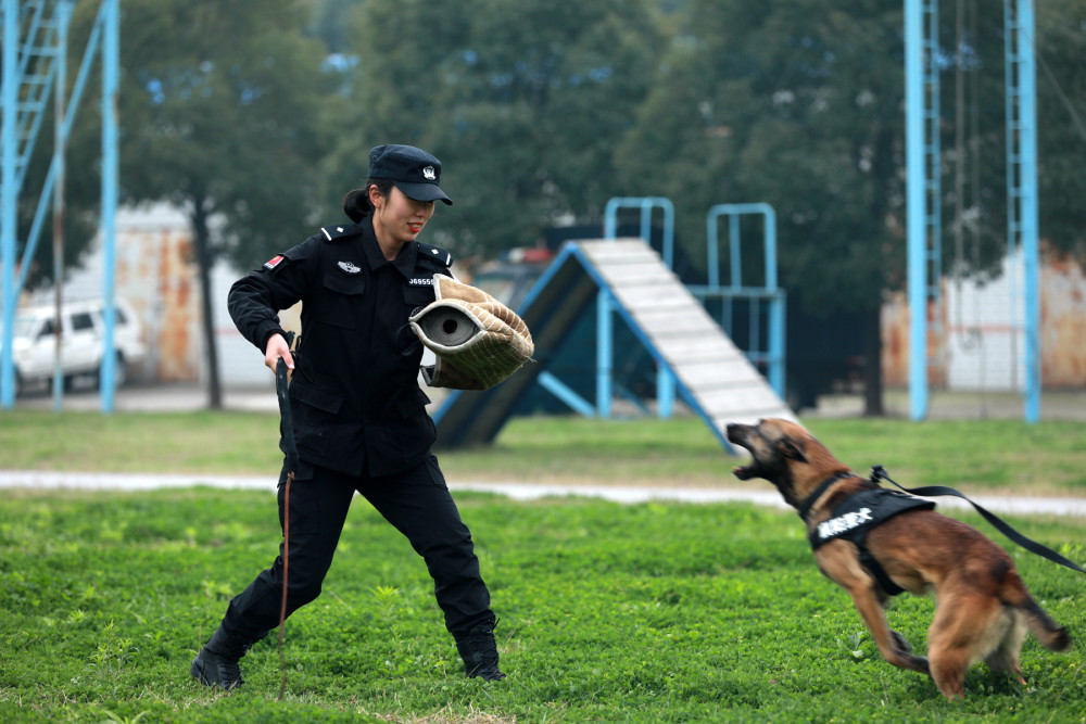 警犬训导员 腾讯网