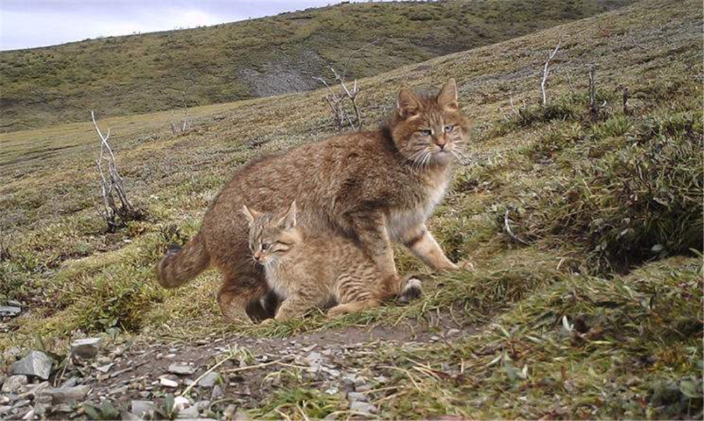 四川阿曲河出現草猞猁捉野鴨偷雞捕蛇挖鼢鼠帶著幼崽捉鼠兔