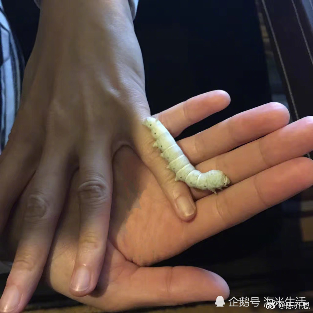 陈乔恩的手,皮肤细腻嫩白,手指纤长""指如削葱根"说的大概就是这样的