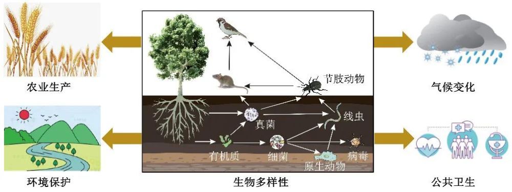 土壤正承受着来自多方面的压力,重视和保护土壤生物多样性迫在眉睫