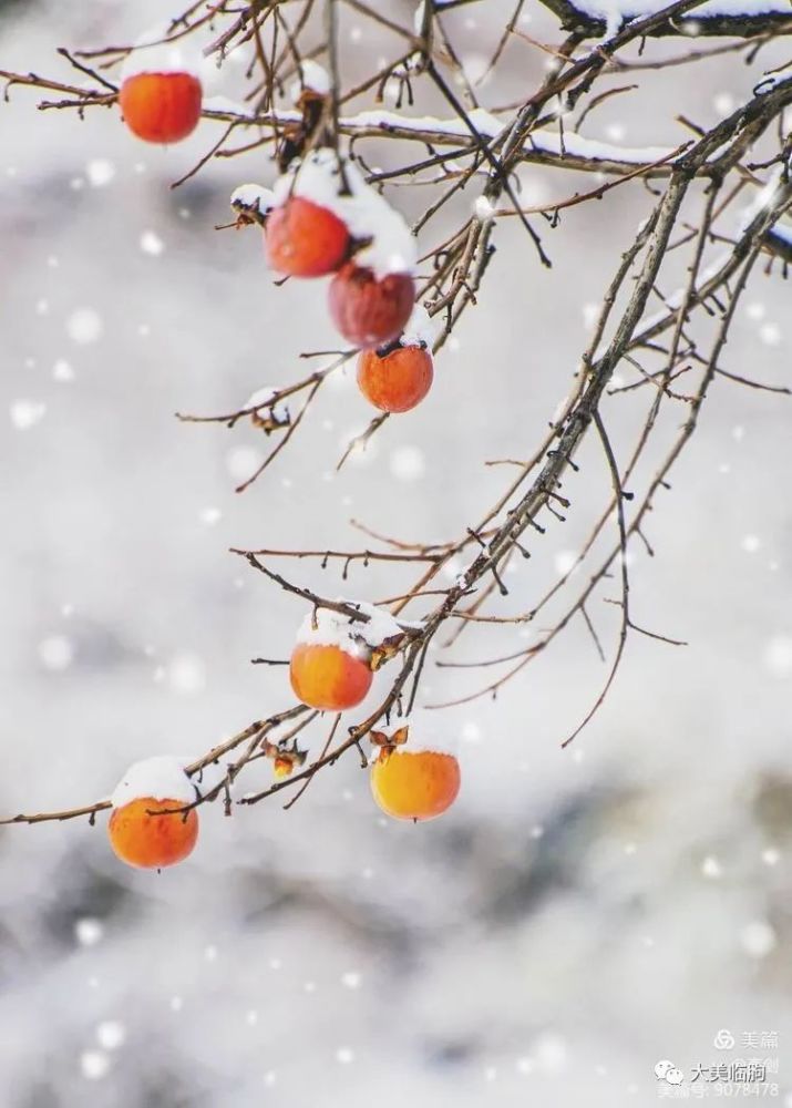 臨朐的雪柿子你見過嗎