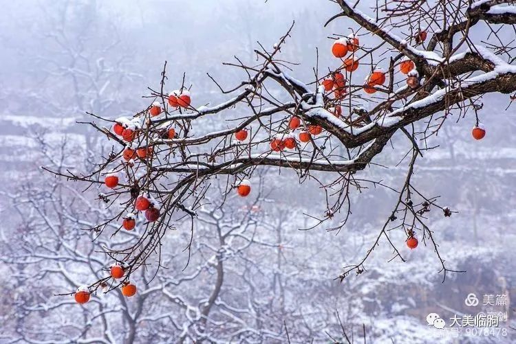 臨朐的雪柿子你見過嗎