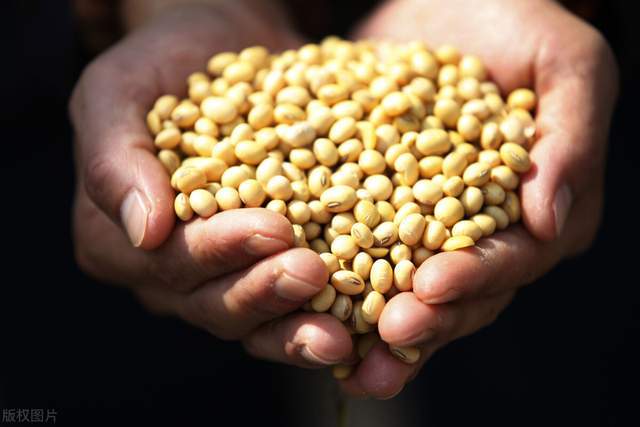 CBOT大豆收跌,因巴西作物天气状况改善