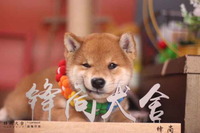 柴犬聪明吗 柴犬智商分析 腾讯网