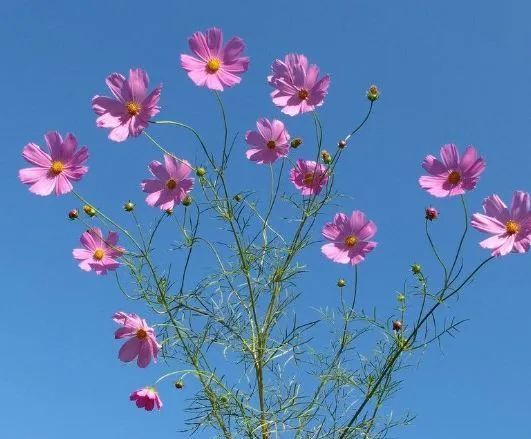 12月10日开始 4属相迎好运 事业如鱼得水 生活蒸蒸日上 腾讯新闻