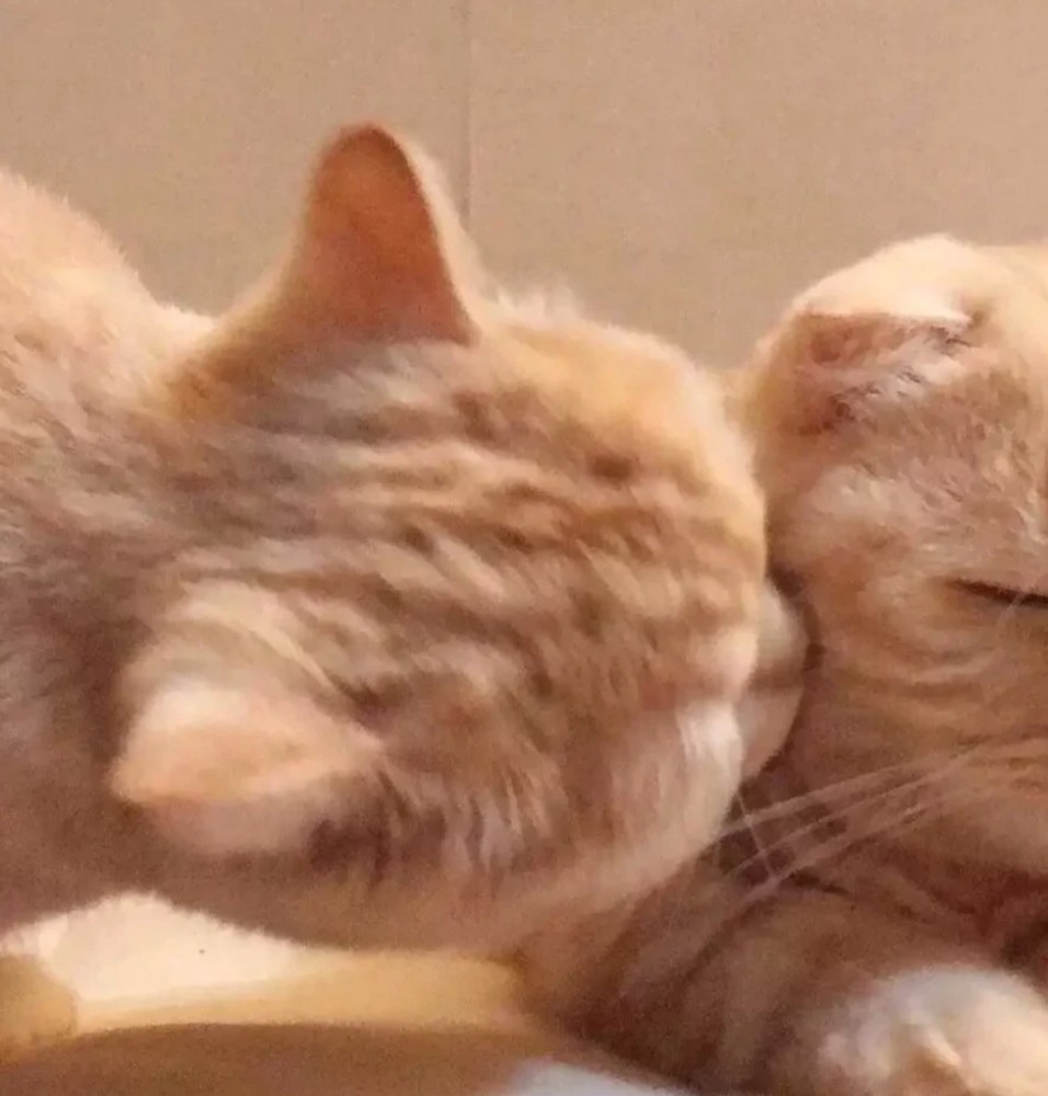 超可爱小动物情侣头像