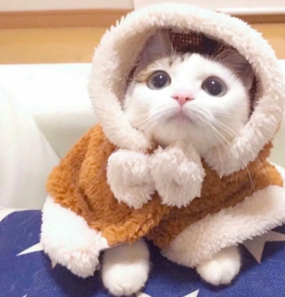 超可爱小动物情侣头像