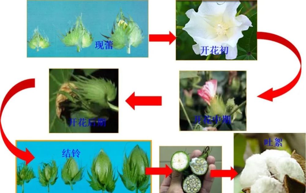 棉花花铃期:即从开花到50%植株吐絮,历经50～75天,棉花营养生长和生殖