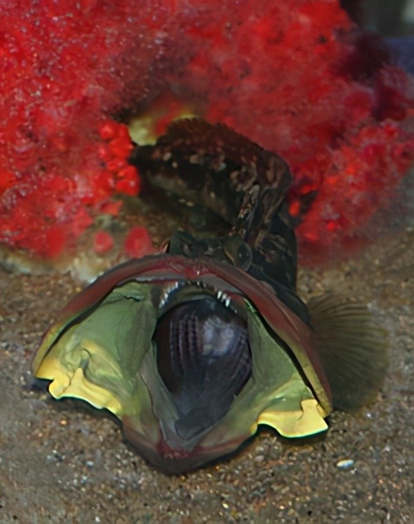 旧金山现怪鱼嘴巴比身体大凶狠异常敢斗章鱼爱好是用嘴打架