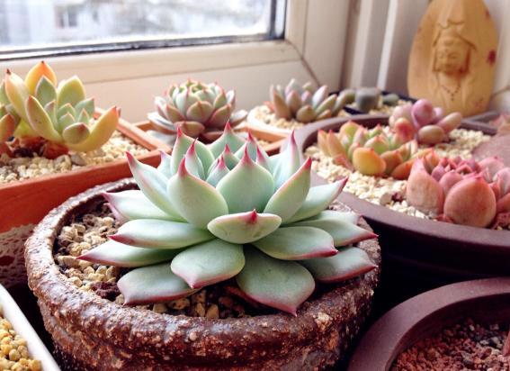 家庭种植多肉植物就用 此东西 又漂亮又有创意 多肉 花盆
